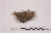 藏品(霜地卷)的圖片